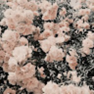 Meet your Posher, Hadley